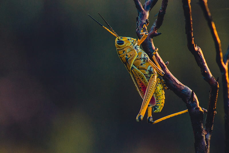 macro graphy of yellow grasshopper on tree branch, HD wallpaper