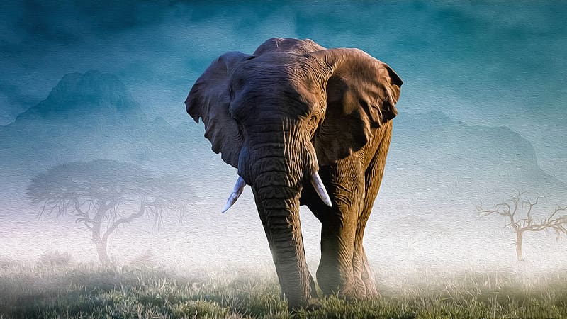 Animal Elephant HD Wallpapers - Wallpaper Cave