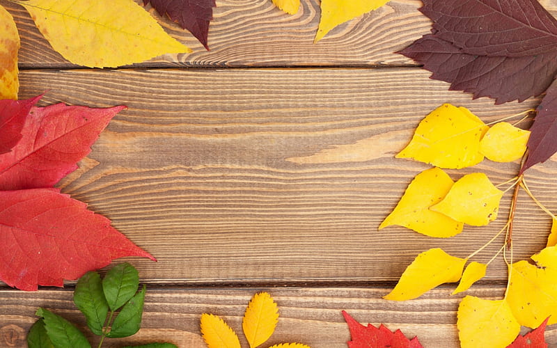 Happy Autumn!, red, autumn, green, brown, texture, yellow, wood, leaf, HD wallpaper