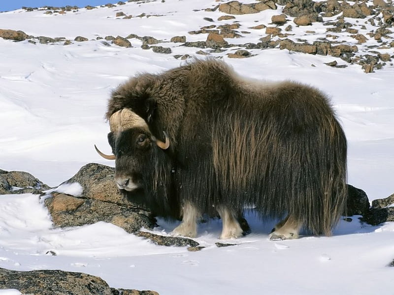tibetan yak, yak, snow, hairy, tibetan, HD wallpaper