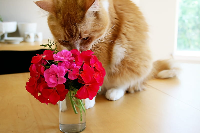 smell the flowers, lovely, flowers, vase, sniffing, cat, HD wallpaper