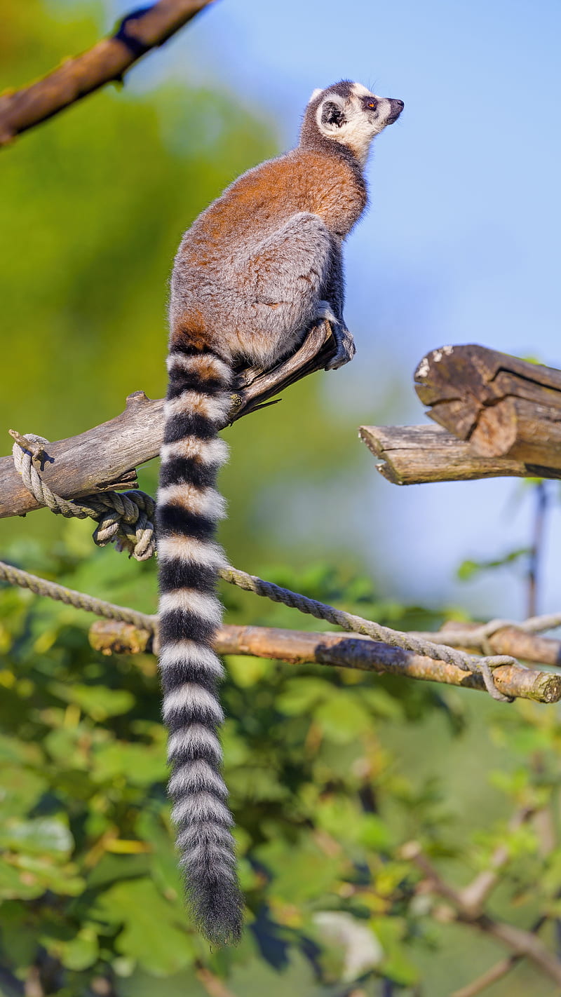 lemur, animal, tail, furry, HD phone wallpaper