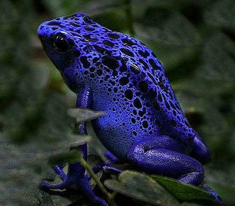 Blue Poison Dart Frog, blue, black, vibrant, vivid, green, bright, bold, frog, colorful, HD wallpaper