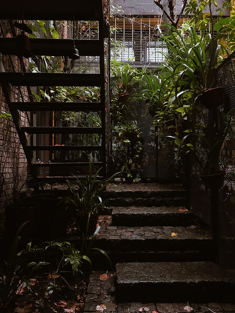 stairs, rise, architecture, plants, leaves, HD phone wallpaper