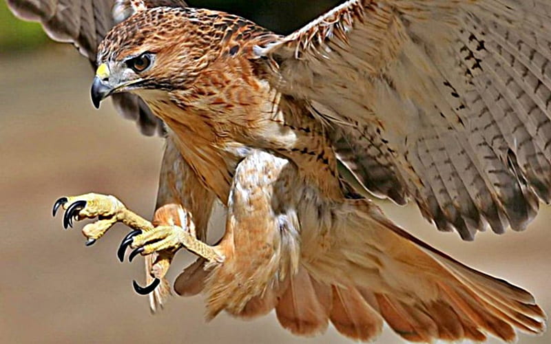 Hawk,descends, hunt, claws, fierce, attack, HD wallpaper
