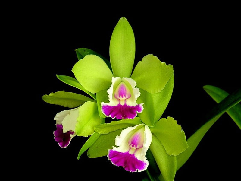 Green orchid, flower, nature, orchis, green, HD wallpaper