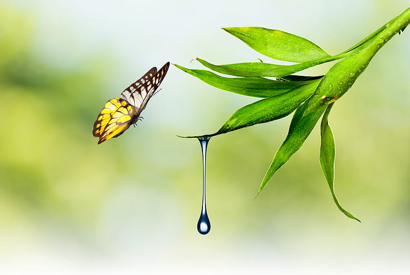 Butterfly, Water, Plant, Moth, HD wallpaper