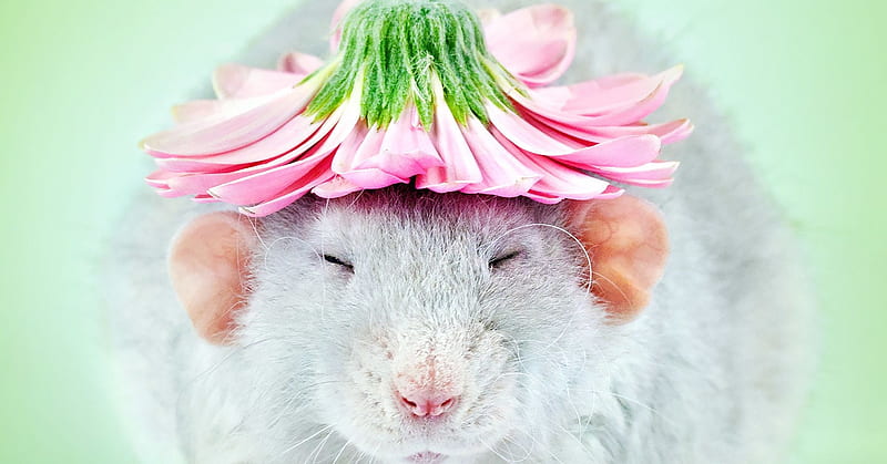 :), cute, mouse, rat, flower, rodent, pink, animal, diane ozdamar, HD wallpaper
