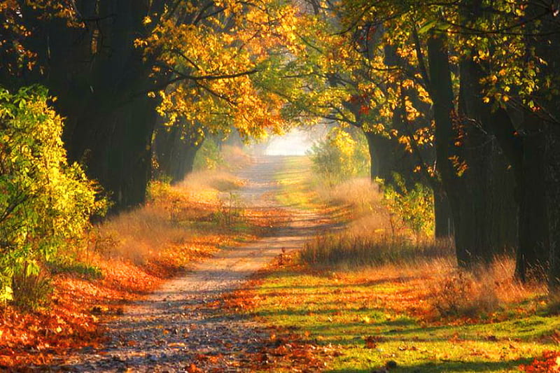 Colors of autumn, forest, autumn, gold, green, orange, path, trees ...