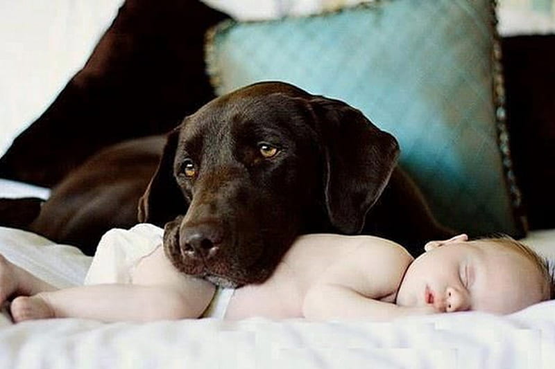 BABY SITTER, sleeping, baby, puppy, dog, HD wallpaper