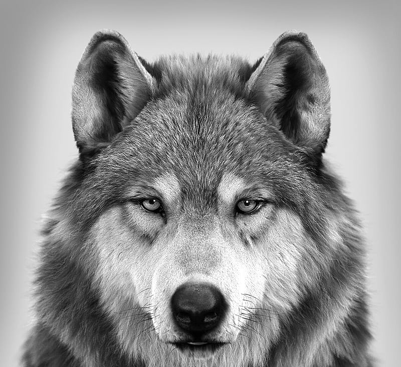 Wolf, massimo righi, fantasy, bw, luminos, black, lup, white, HD wallpaper