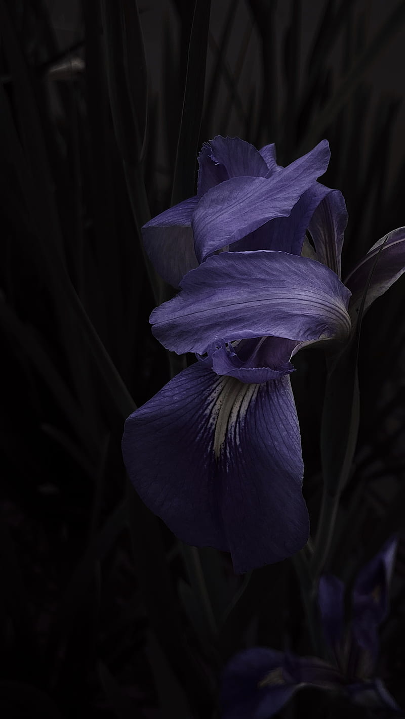 purple crocus in bloom close up, HD phone wallpaper