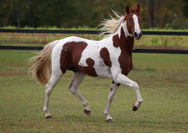 Chestnut Paint Stallion, Chestnut, Horse, Brown, Paint, White, Stallion, HD wallpaper