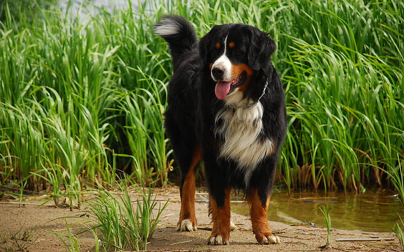 Appenzeller Sennenhund lake, cute animals, pets, dogs, Appenzeller Sennenhund Dog, HD wallpaper