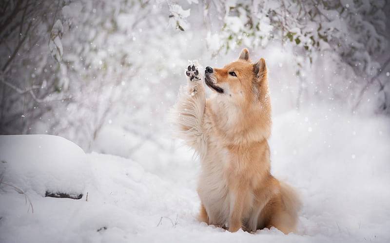 Eurasier, brown dog, pets, cute animals, winter, snow, Eurasian dog, HD wallpaper