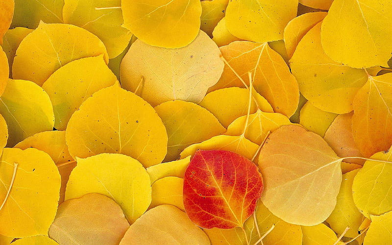 Yellow Leaves, HD wallpaper