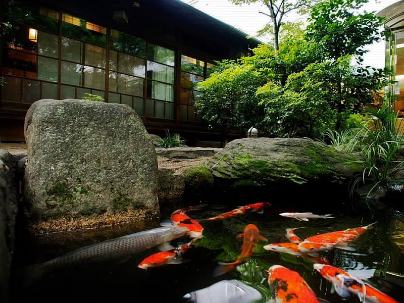 Koi Fish Lake, japan, house, japanese, fish, koi, lake, HD wallpaper