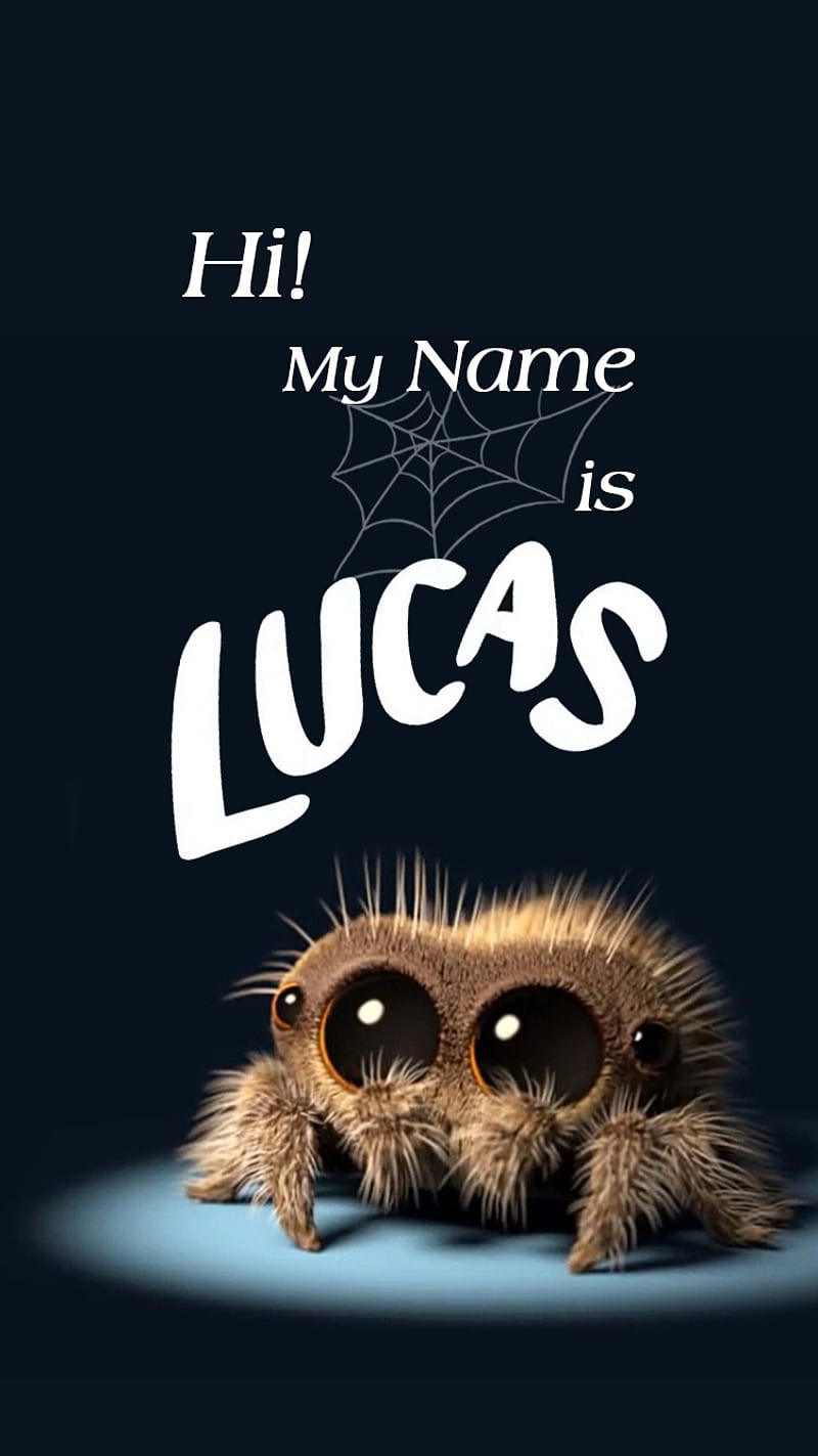 Lucas Spider mtPXs, cute, nature, web, HD phone wallpaper