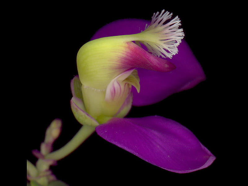 Polygala Fruiticosa, purple, dark, flower, black, nature, HD wallpaper