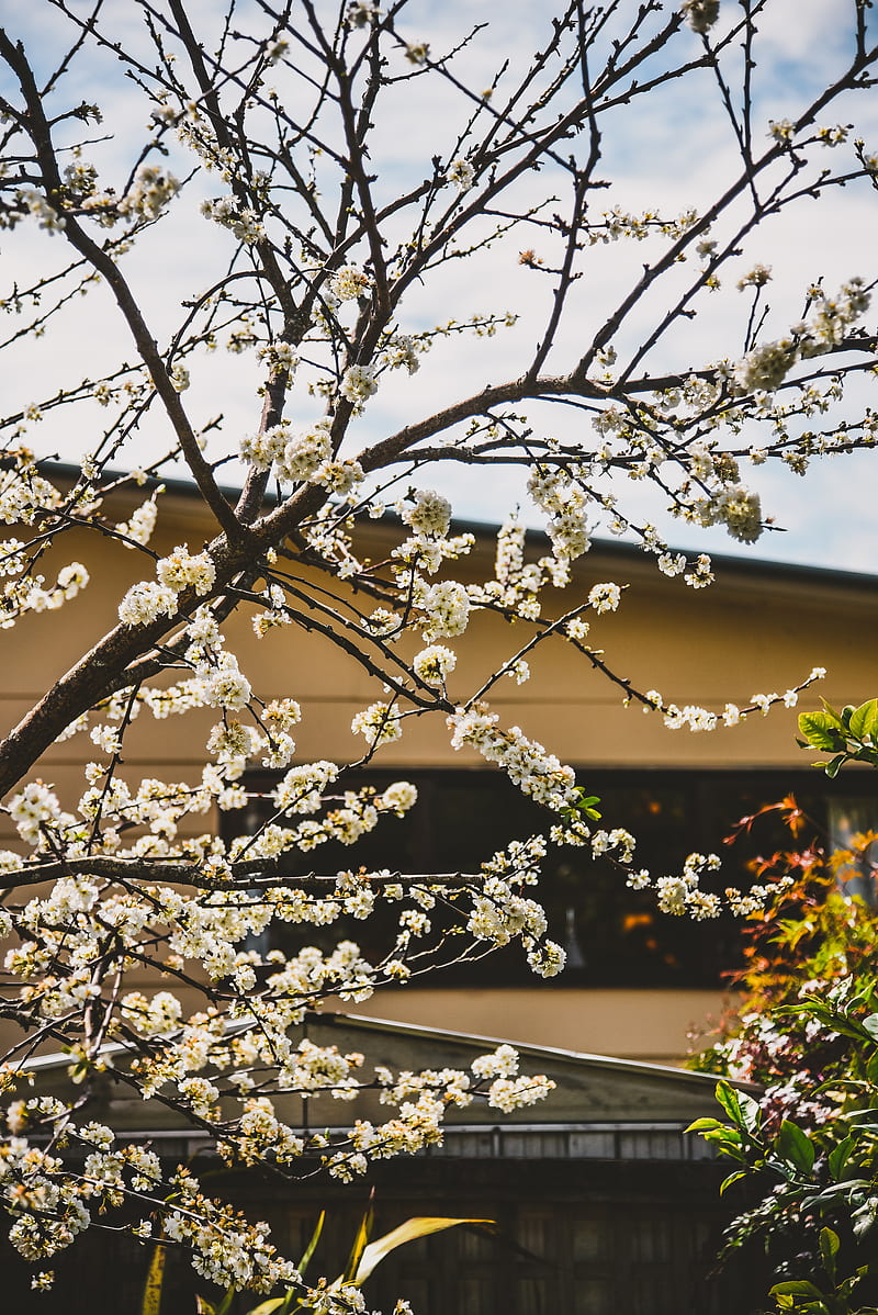 árbol de cerezo blanco durante el día, Fondo de pantalla de teléfono HD |  Peakpx