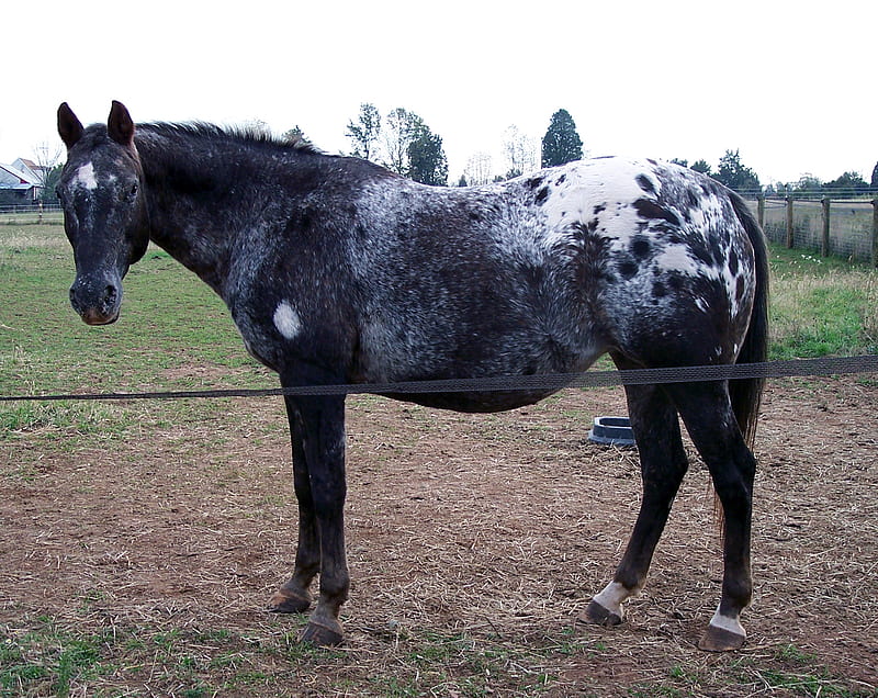 appy pregnant mare, mare, horses, HD wallpaper