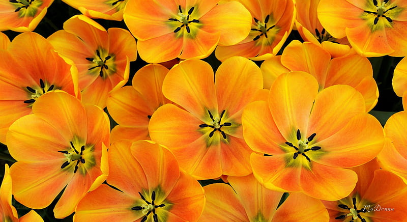 Orange Tulip Blossoms, orange, spring, gold, bright, summer, blossoms, garden, tulips, blooms, HD wallpaper