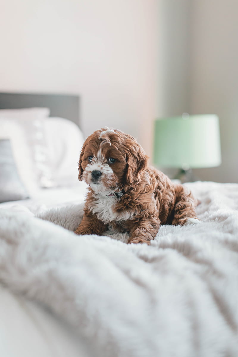 long-coated brown puppy inside room, HD phone wallpaper
