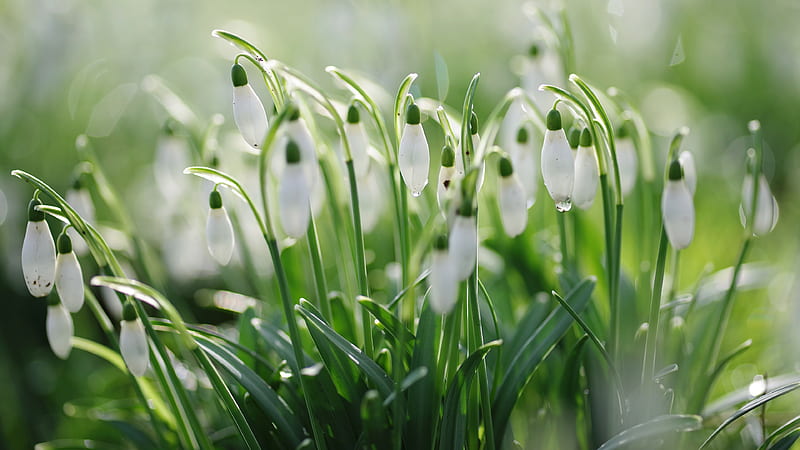 Snowdrops, spring, green, ghiocei, snowdrop, flower, white, HD wallpaper