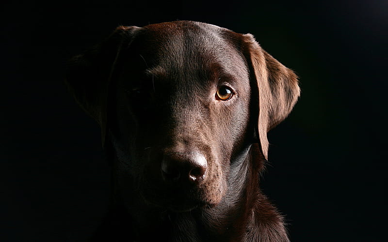 chocolate labrador, darkness, muzzle, retriever, dogs, pets, cute dogs, labradors, HD wallpaper