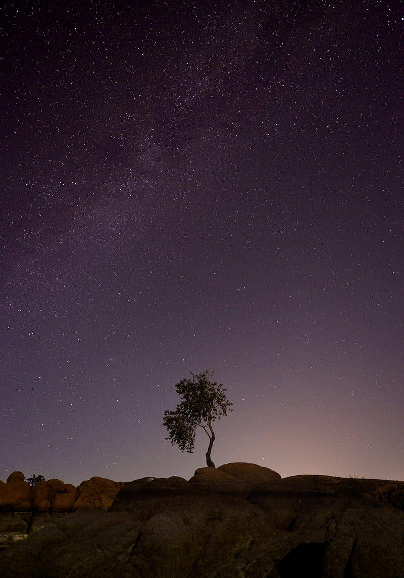 tree, space, starry sky, HD phone wallpaper