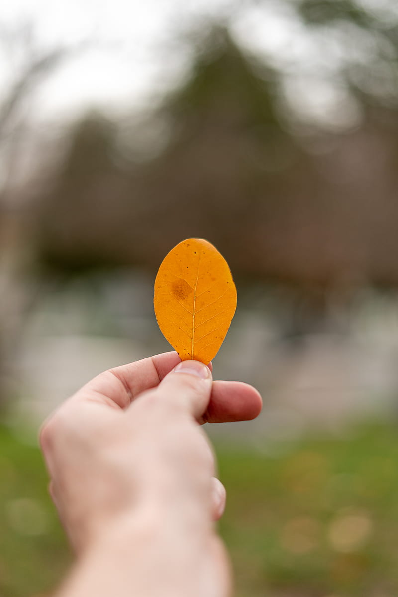 Person Holding Yellow Heart Shaped Leaf, HD phone wallpaper
