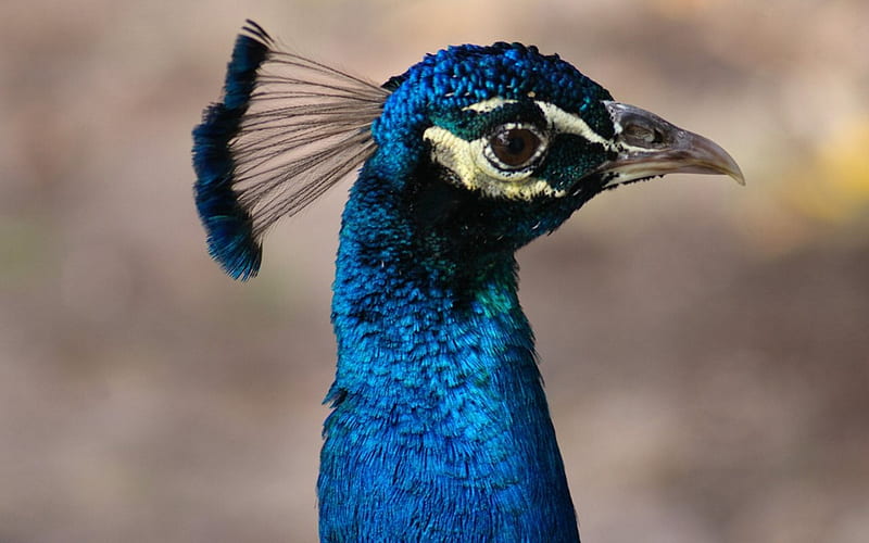 Bright-eyed Peacock, USA, Cypress Lake, Florida, peacock, animal, graphy, bird, avian, wide screen, wildlife, HD wallpaper