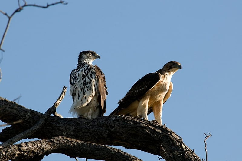 Young Bald Eagles, eagle, sky, bird of prey, feathers, HD wallpaper