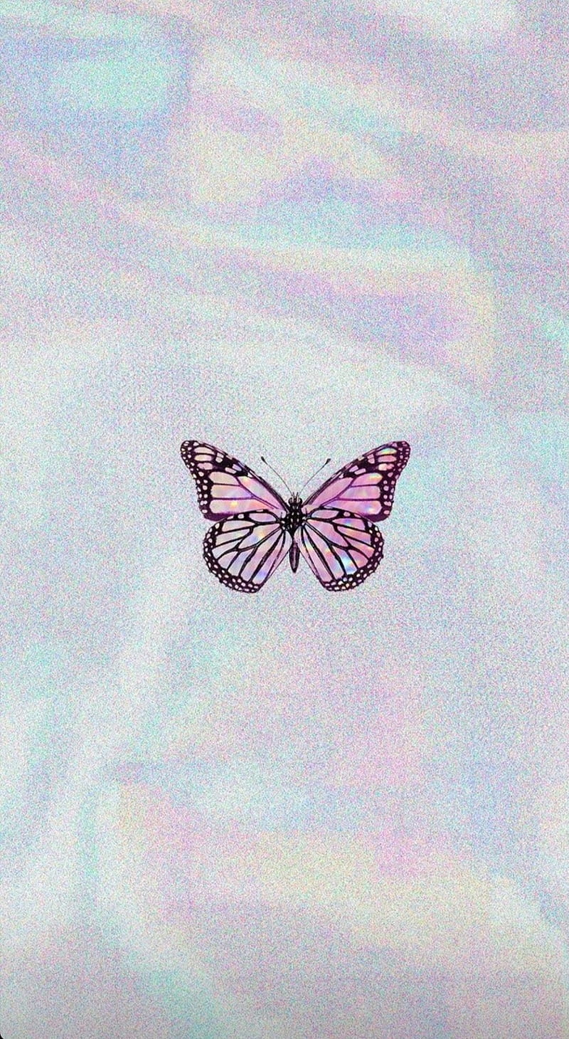 Butterfly, mariposa, HD phone wallpaper