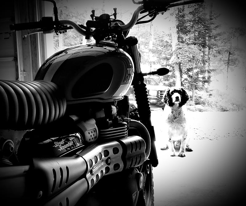 TRIUMPH PUP, dog, motorcycle, springer spaniel, street scrambler, HD wallpaper