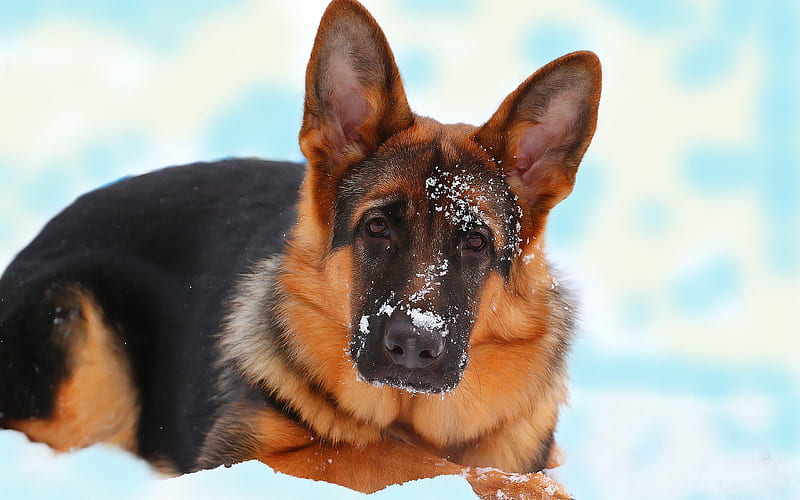 German Shepherd Dog, snow, winter, hunting dog, dogs, HD wallpaper