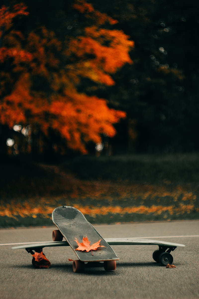 skate, skateboard, asphalt, leaves, autumn, HD phone wallpaper