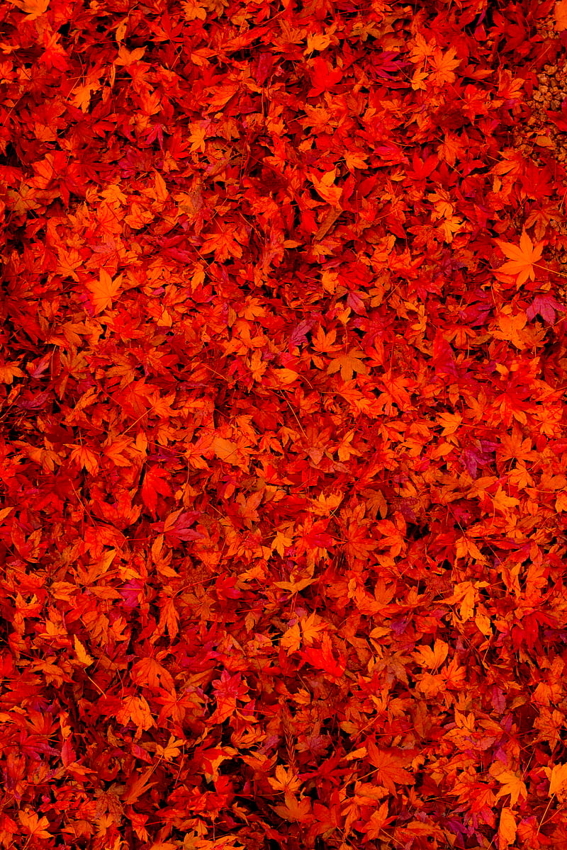 fallen leaves, leaves, red, bright, HD phone wallpaper