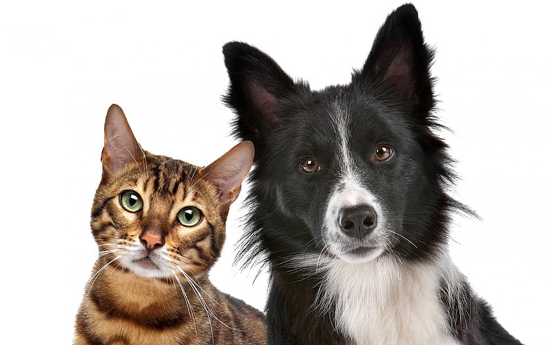 cat and dog, friends, border collie, cat, cute animals, friendship concepts, HD wallpaper