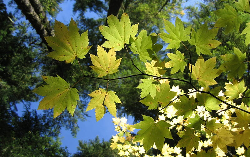 Untitled , shailaja, leaves, upwards, green, branch, HD wallpaper