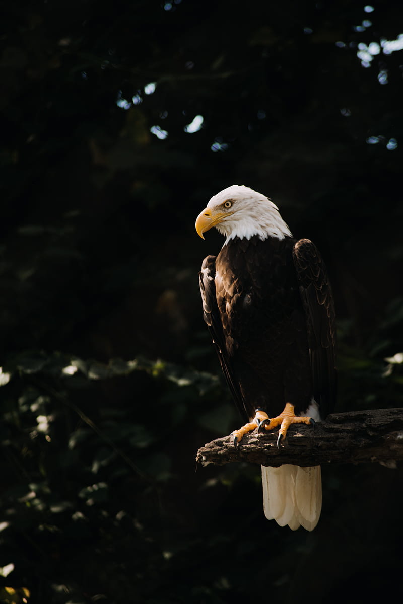 Bald eagle, eagle, bird, predator, tree, HD phone wallpaper | Peakpx