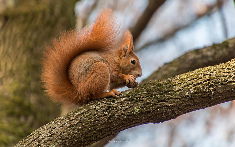 Squirrel, Poland, tree, branch, HD wallpaper | Peakpx