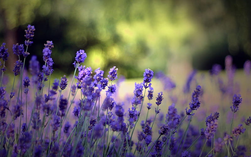 Lavender, blossom, purple, flower, summer, nature, fragrance, HD wallpaper