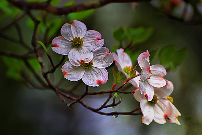 WHITE DOGWOOD FLOWERS, dogwood, pretty, flowers, white, HD wallpaper