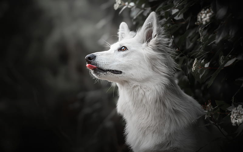 White Swiss Shepherd, forest, beautiful white dog, pets, dogs, Berger Blanc Suisse, HD wallpaper