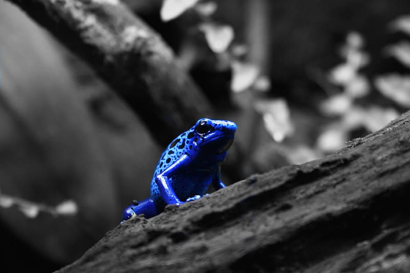 Frogs, Animal, Poison Dart Frog, Blue Poison Dart Frog, HD wallpaper