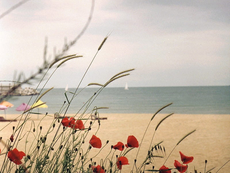 Sandy Beach, beach, flowers, breezy, sandy, HD wallpaper