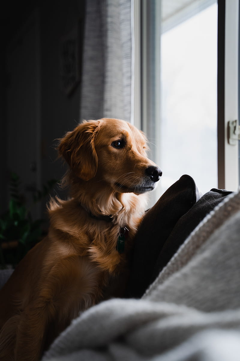 Golden retriever, dog, pet, brown, glance, HD phone wallpaper | Peakpx