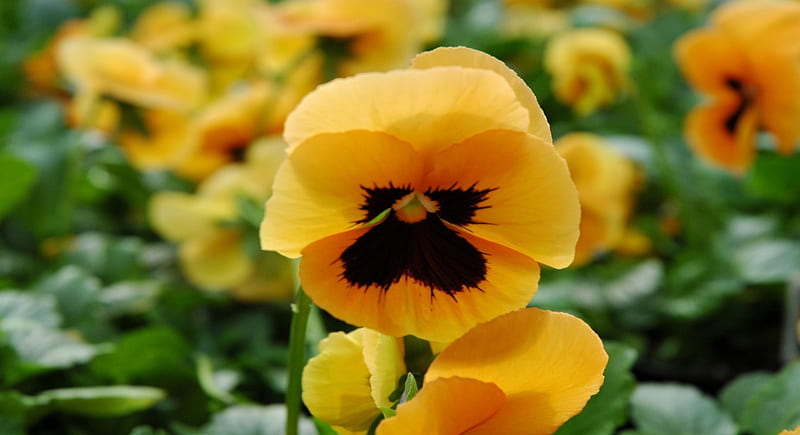 Yellow Pansy, leaves, flower, yellow, nature, petals, pansy, stem, HD wallpaper