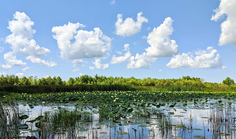 Darby Wetlands, cattails, clouds, green, land, lotus, marsh, nature, plant, sky, wetland, HD wallpaper